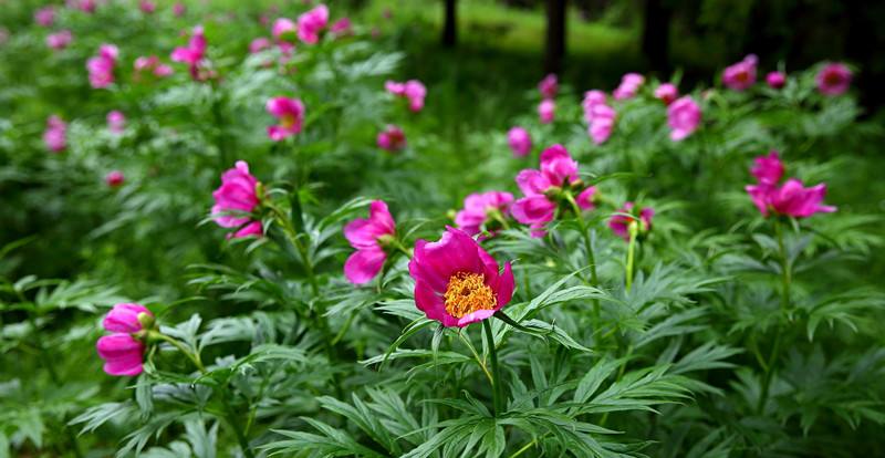 hình ảnh xích thược